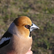 Stenknäck, Sundre 20070429